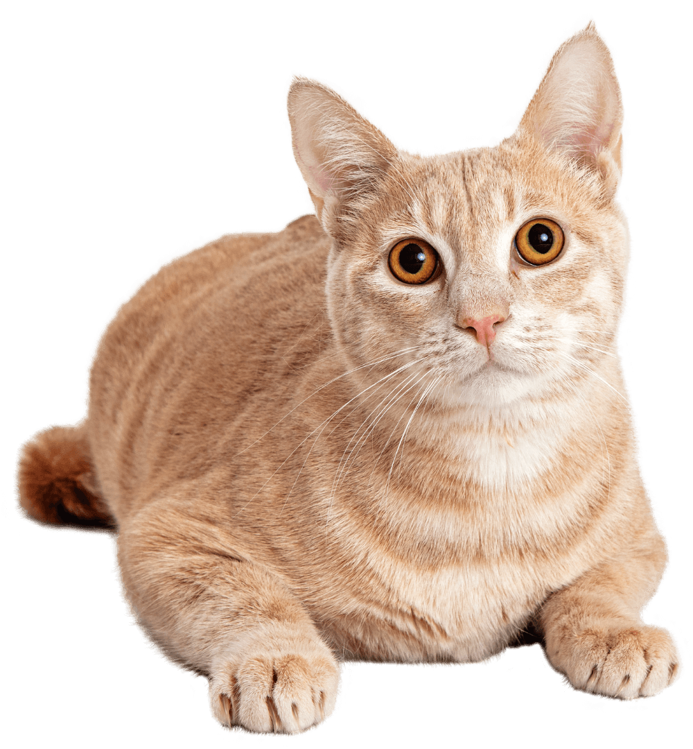 An orange tabby cat lying down looking forward