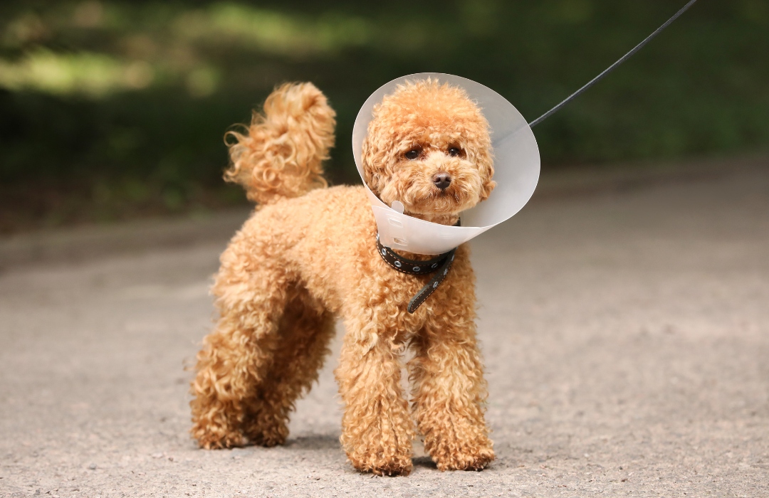 A Maltipoo Dog wearing a surgery collar standing outdoors