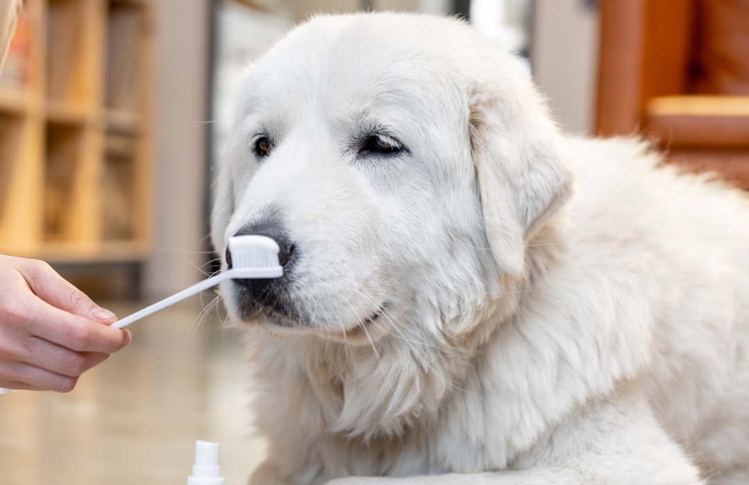 A person brushing a dog's teeth with a toothbrush