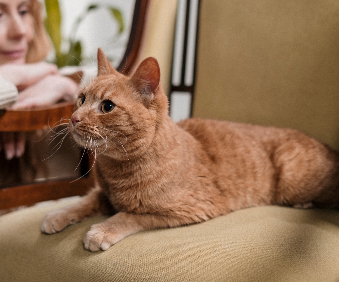 A Cat lying on a chair