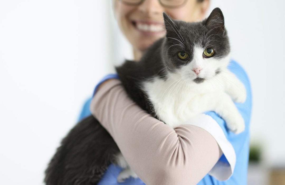 A veterinary staff holding a cat