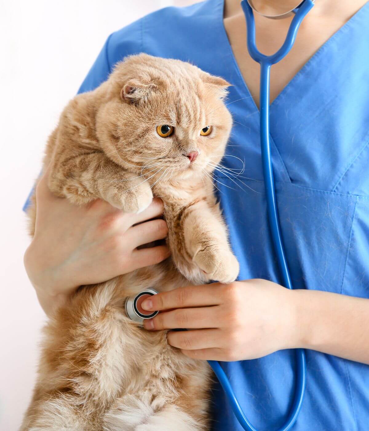 A lady vet holding a cat and examining it with a stethoscope