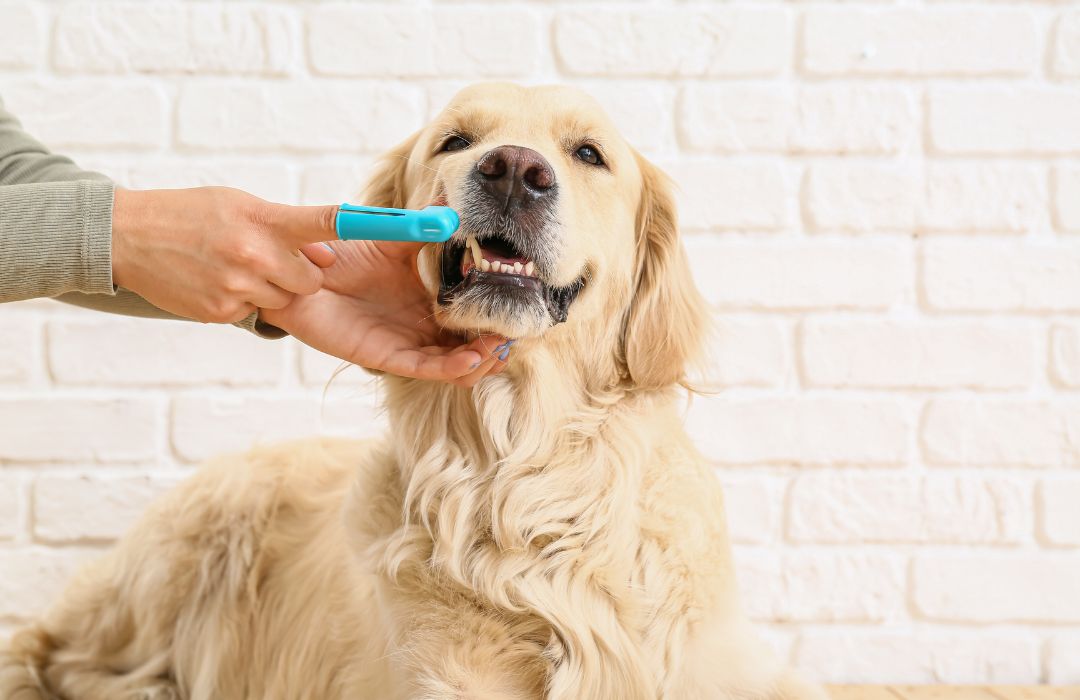 A person brushing a dog's teeth