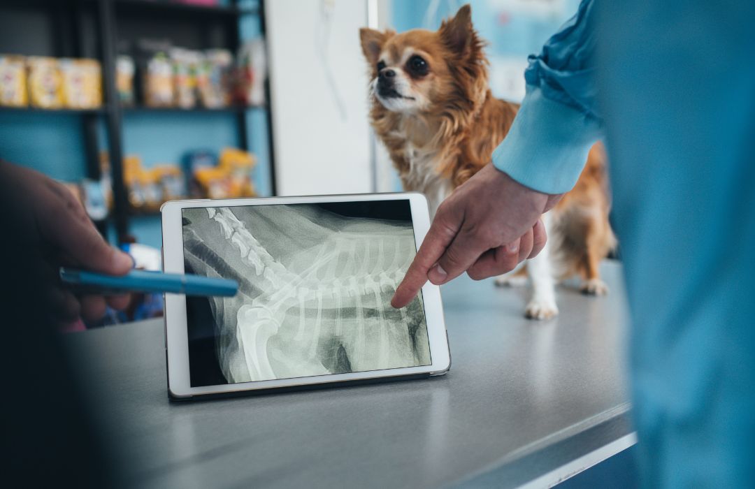 A dog standing on the table and vets examining its digital x-ray on a tablet