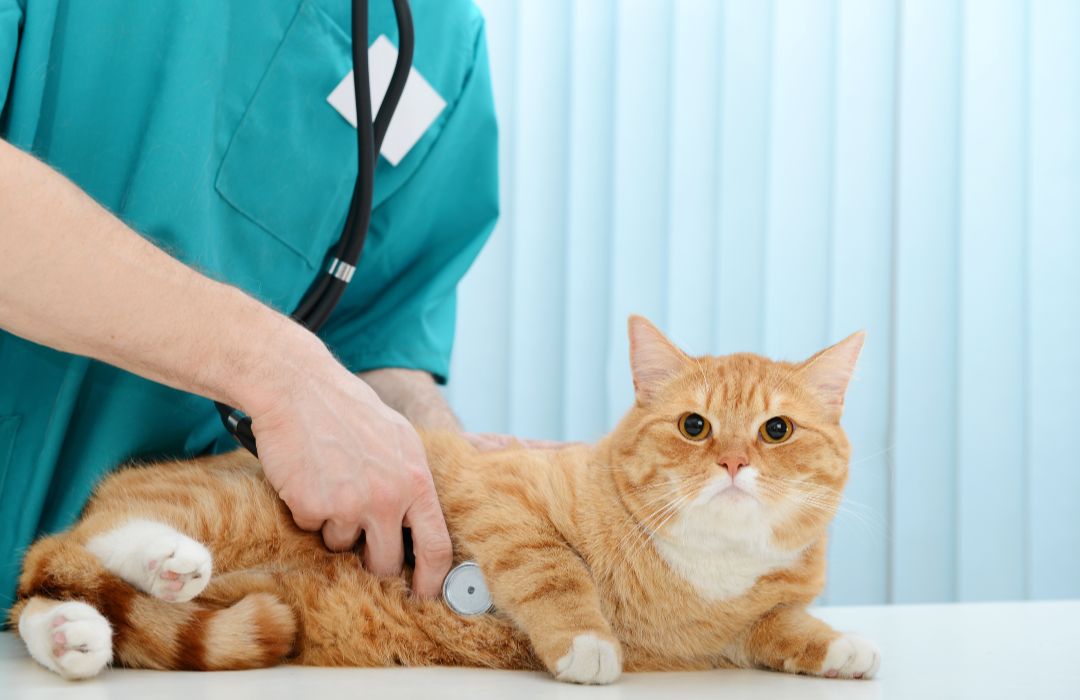 A vet examining a cat with a stethoscope