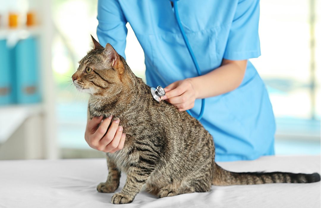 A lady vet examining a cat sitting on a table with a stethoscope