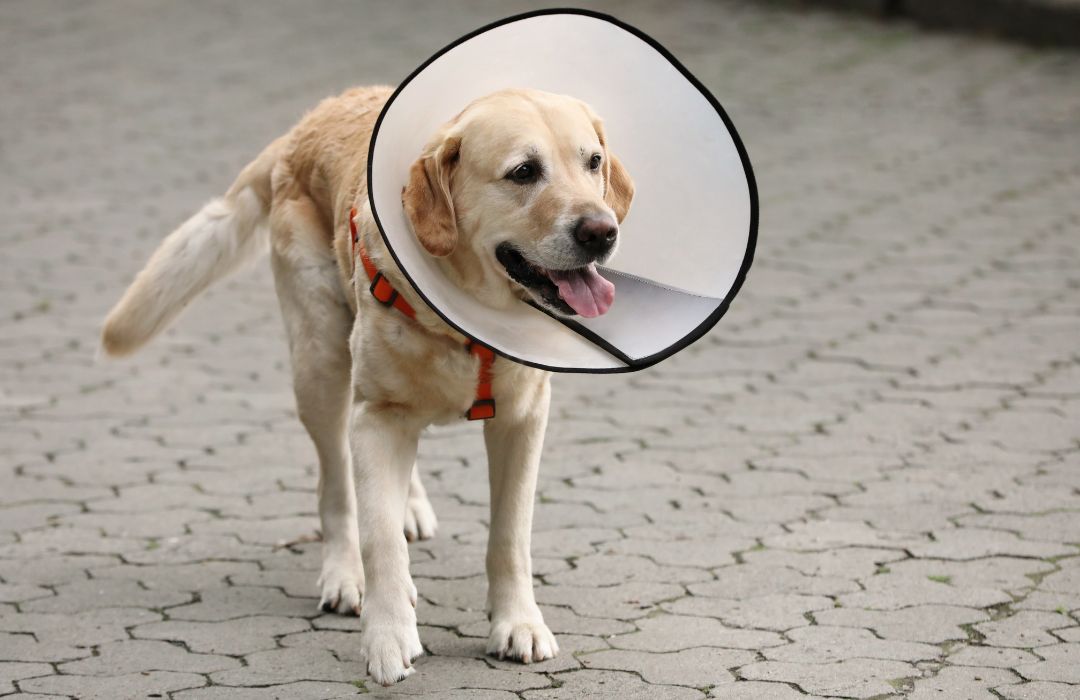 A Labrador Retriever dog wearing elizabethan collar standing outdoors