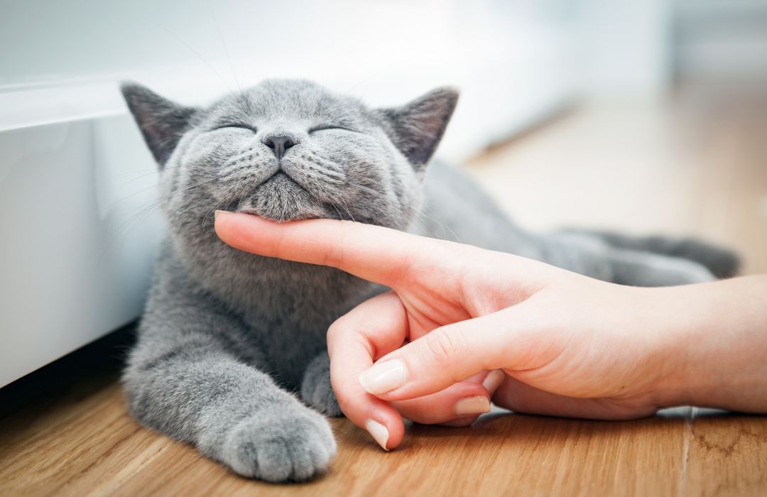 A person gently petting a cat while sitting on the floor