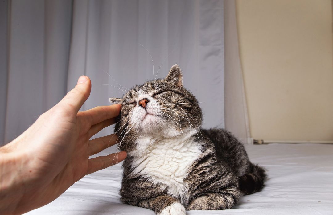 A cat lounging on a bed