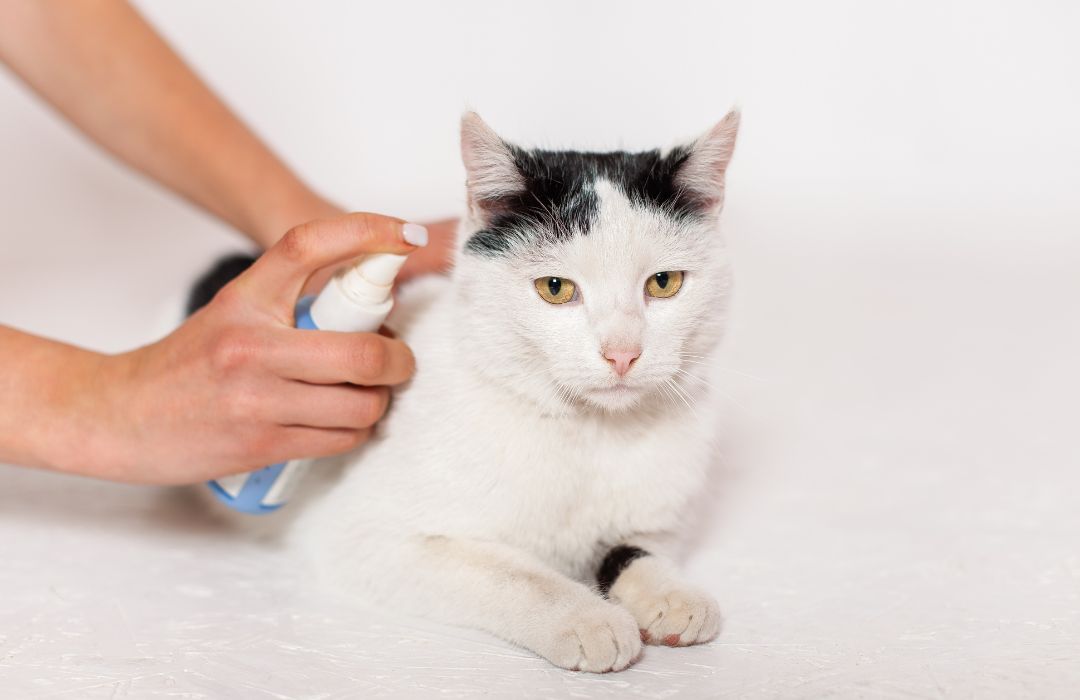 A person sprays a cleaning solution while gently wiping a cat