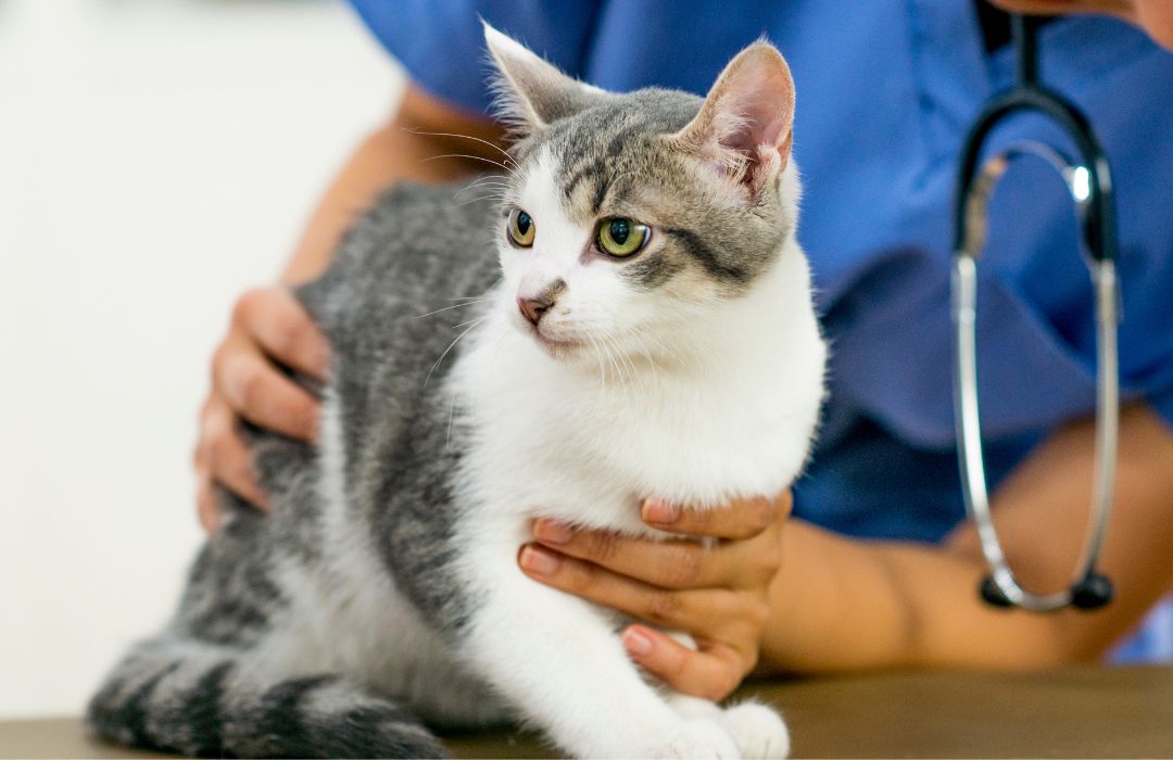 A veterinarian examines a cat on the examination table