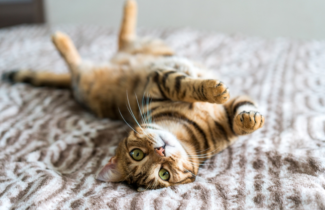 A happy bengal cat rolling over on a bed